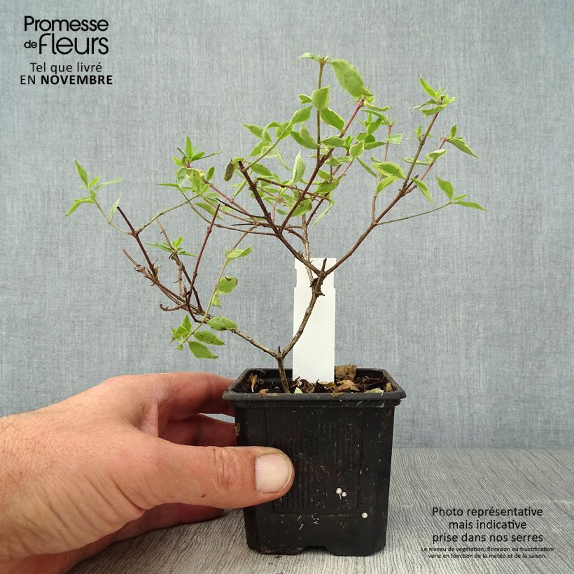 Exemplaar van Glanzende abelia Sunshine Daydream Kweekpotje van 8/9 cm zoals geleverd in de herfst