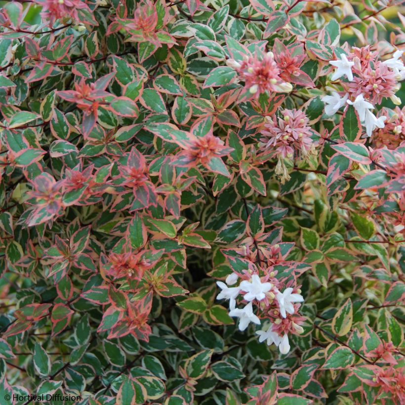 Glanzende abelia Tricolor Charm (Bloei)