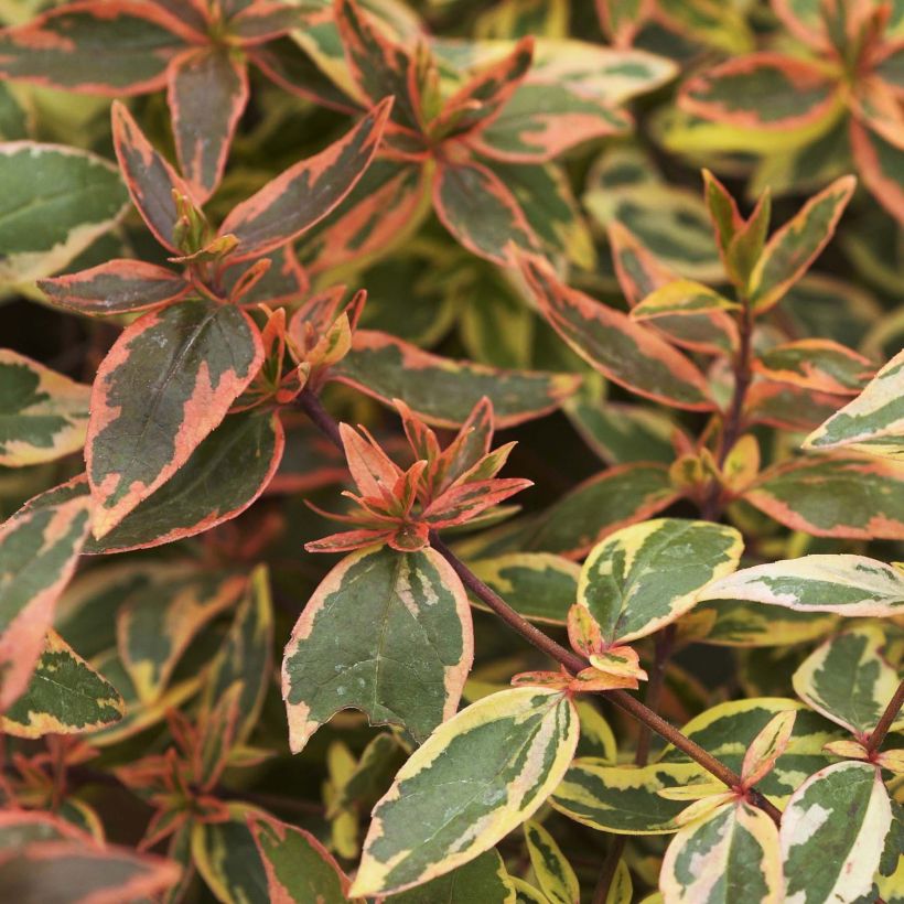 Glanzende abelia Tricolor Charm (Blad)