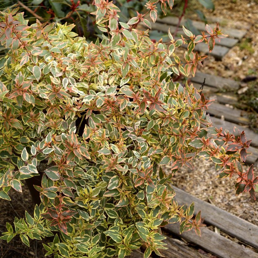 Glanzende abelia Tricolor Charm (Groeiplaats)