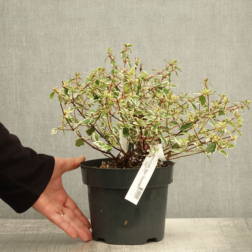Exemplaar van Glanzende abelia Magic Daydream Pot van 3 l/4 l zoals geleverd in de herfst