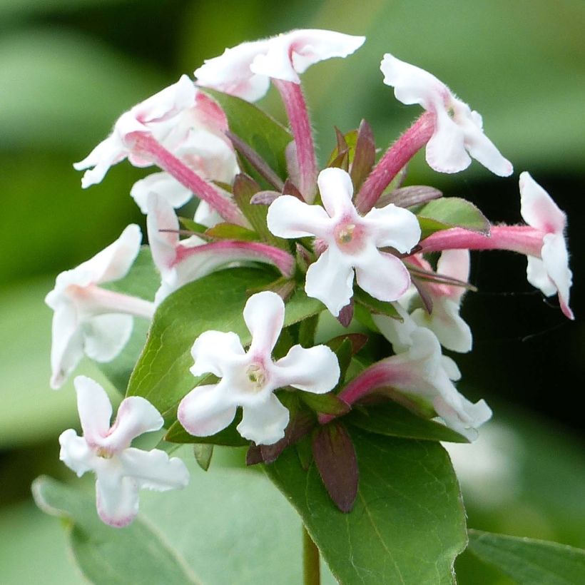 Geurende Koreaanse abelia Monia - Abelia mosanensis (Bloei)