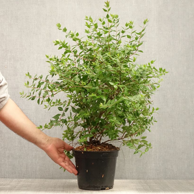 Exemplaar van Geurende Koreaanse abelia Monia - Abelia mosanensis Pot van 3 l/4 l zoals geleverd in de zomer