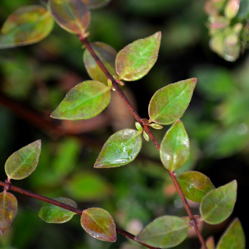 Glanzende abelia Minedward (Blad)