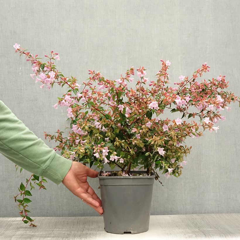 Exemplaar van Abelia Pink Pong Pot van 3 l/4 l zoals geleverd in de zomer