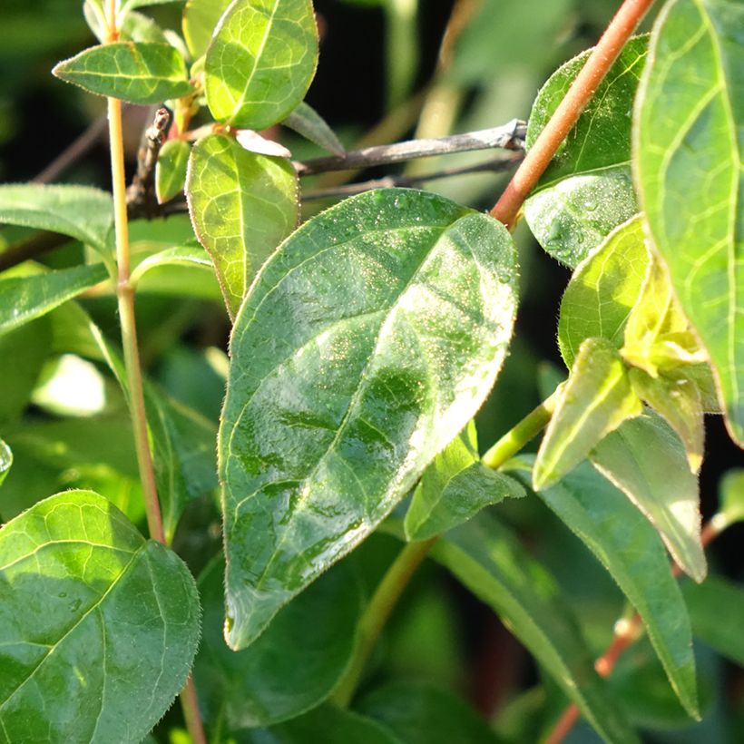Abelia Pink Pong (Blad)