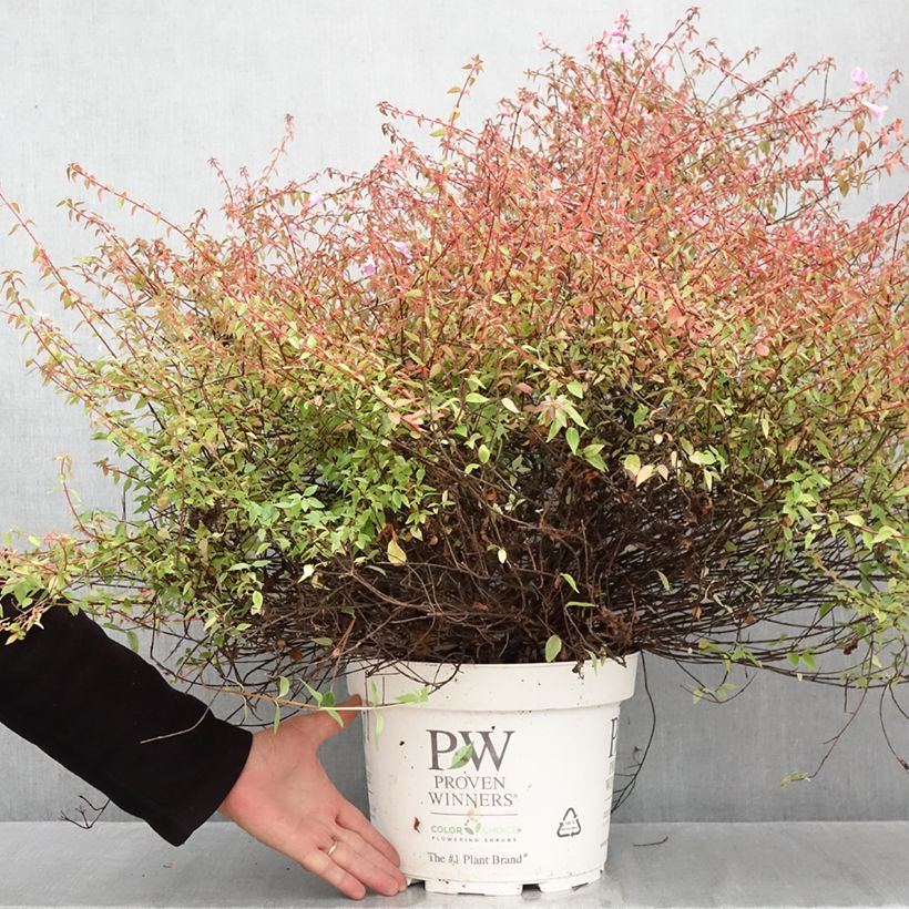 Exemplaar van Abelia Pinky Bells Pot van 7,5 l/10 l zoals geleverd in de herfst