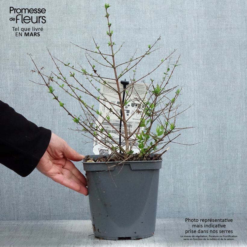 Example of Chinese abelia Raspberry Profusion - Abelia Pot van 3 l/4 l as you get in printemps