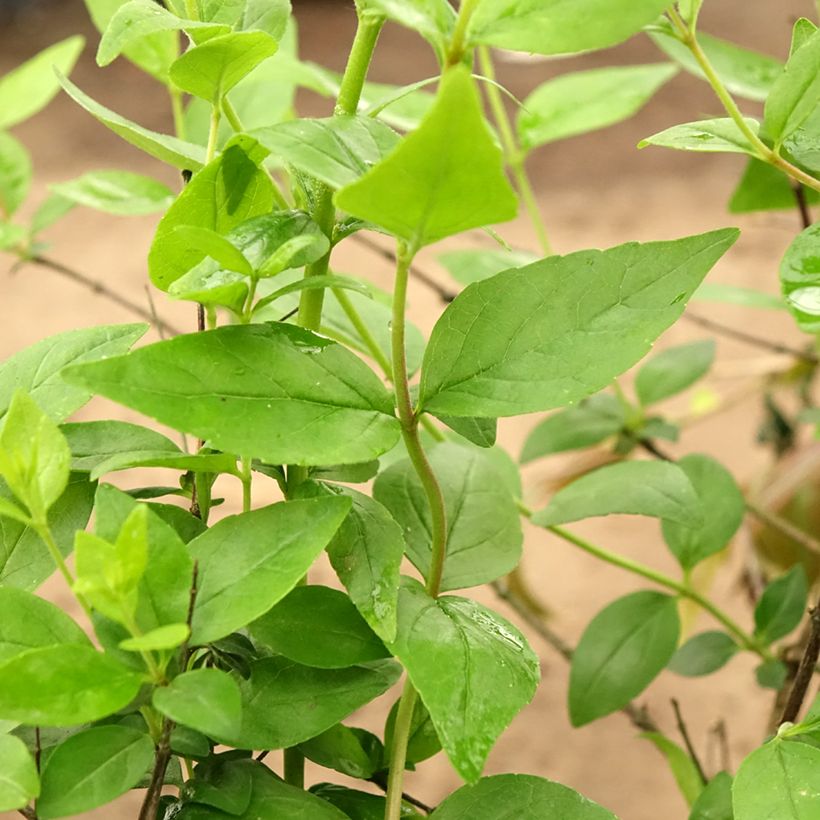 Chinese abelia Raspberry Profusion - Abelia (Blad)