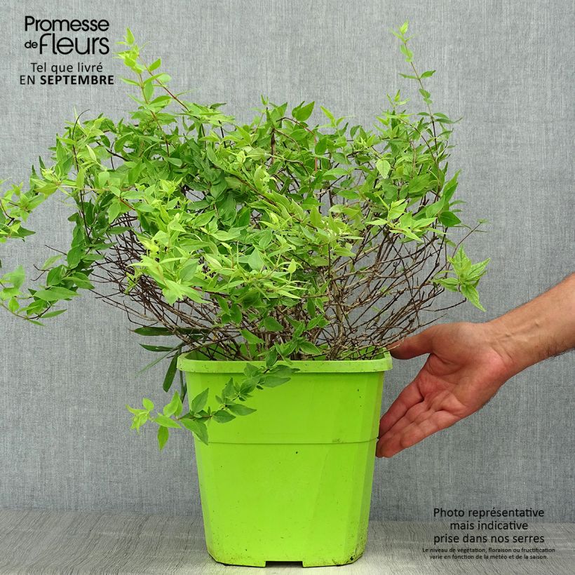 Exemplaar van Abelia Happy Daydream - Glanzende abelia Pot van 3 l/4 l zoals geleverd in de herfst