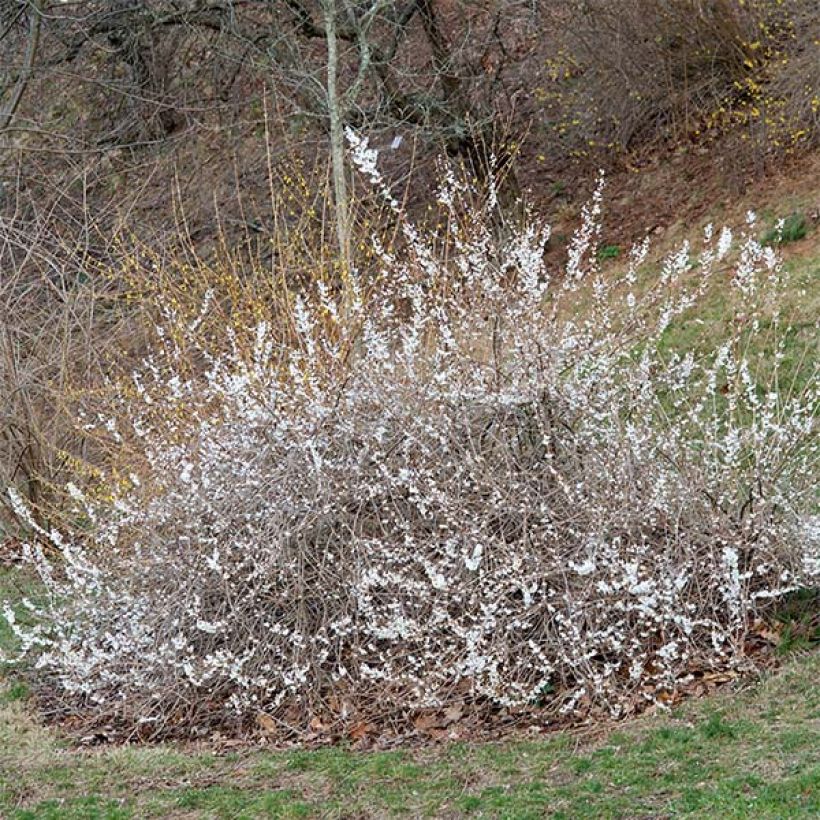 Abeliophyllum distichum Roseum - Witte forsythia (Groeiplaats)