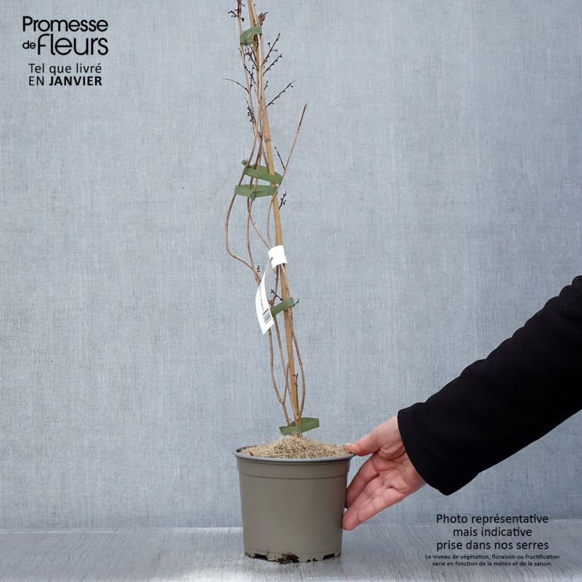 Exemplaar van Abeliophyllum distichum - Witte forsythia Pot van 2 l/3 l zoals geleverd in de winter