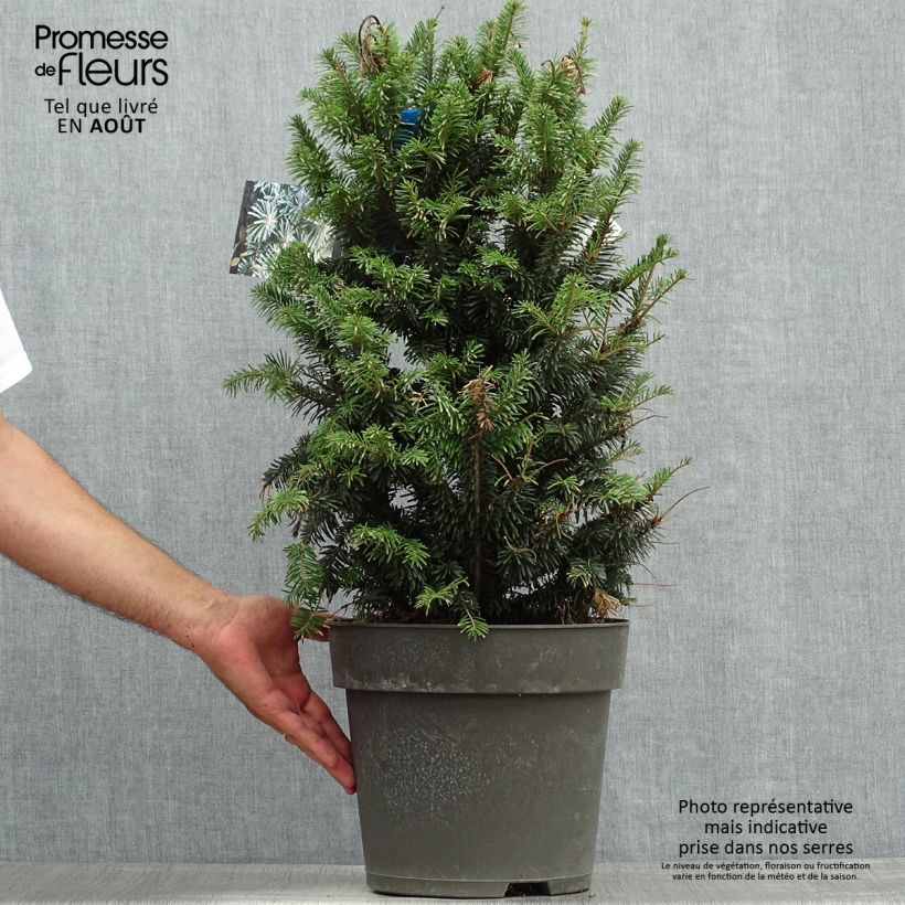 Exemplaar van Abies alba Pyramidalis - Zilverspar Pot van 7,5 l/10 l zoals geleverd in de zomer