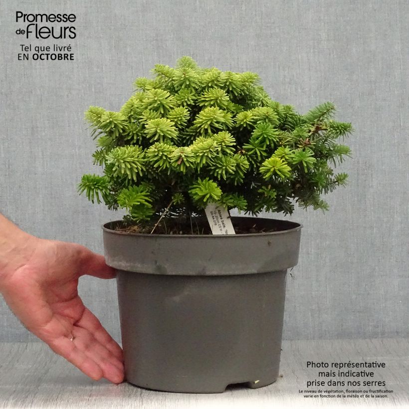 Exemplaar van Abies balsamea Nana - Balsemzilverspar Pot van 4 l/5 l zoals geleverd in de herfst