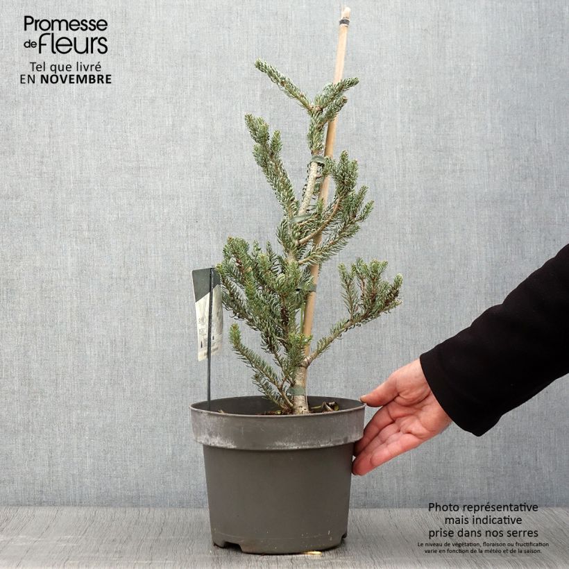 Exemplaar van Abies koreana Silberlocke - Koreaanse zilverspar Pot van 4 l/5 l zoals geleverd in de herfst