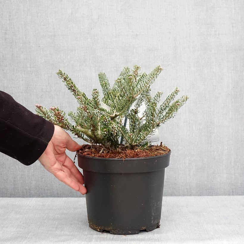 Exemplaar van Abies koreana Silberlocke - Sapin de Corée Pot de 4L/5L zoals geleverd in de winter