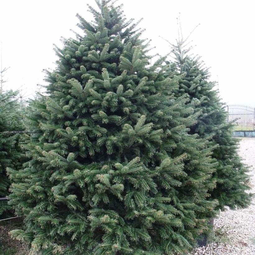 Abies nordmanniana - Nordmann-spar (Groeiplaats)