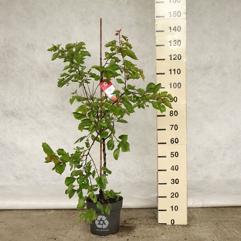 Exemplaar van Abrikozenboom Bergeron Pot van 7,5 l/10 l, Kelkvormig zoals geleverd in de lente