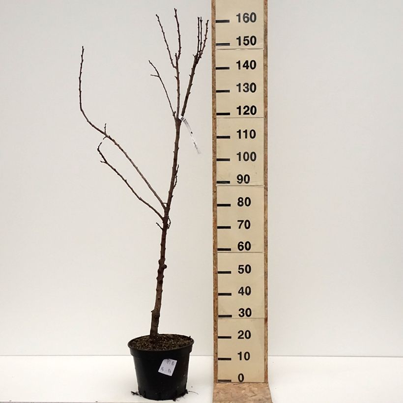 Exemplaar van Abrikozenboom Bergeval Pot van 7,5 l/10 l, Kelkvormig zoals geleverd in de winter