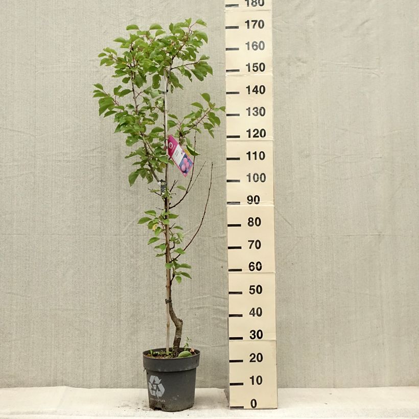 Exemplaar van Abrikozenboom Goldrich Pot van 7,5 l/10 l, Kelkvormig zoals geleverd in de zomer