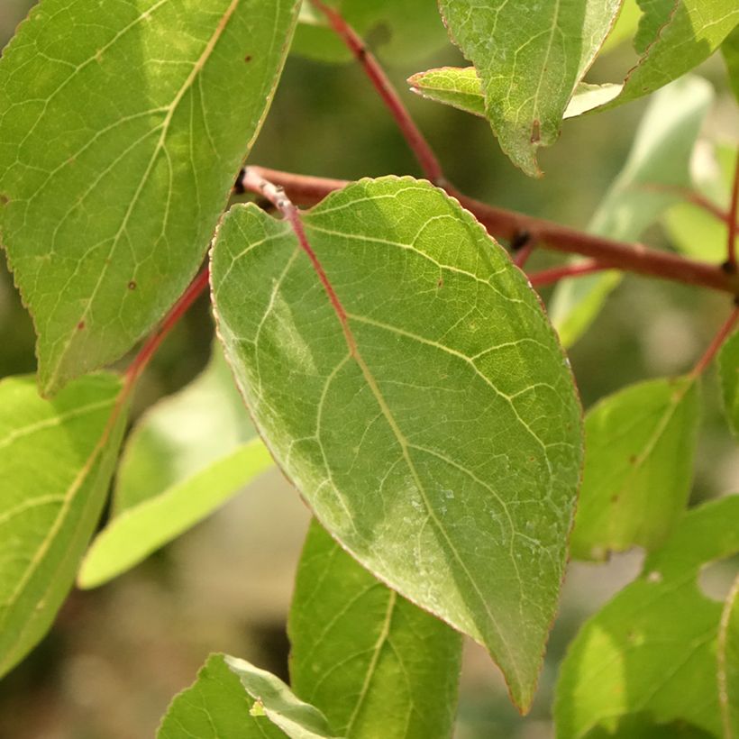 Abrikozenboom Goldrich (Blad)