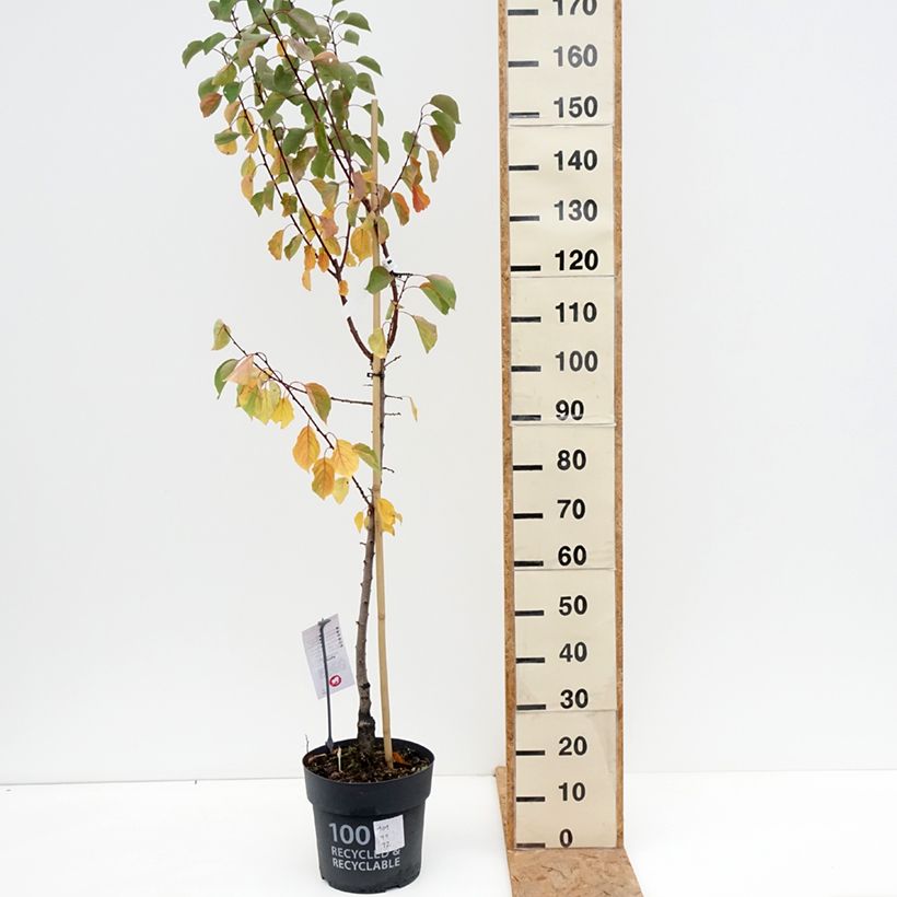 Exemplaar van Abrikozenboom Goldrich Pot van 7,5 l/10 l, Kelkvormig zoals geleverd in de herfst