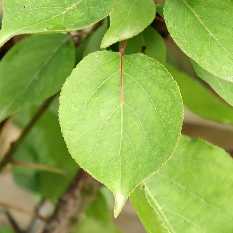 Abrikozenboom Hargrand (Blad)