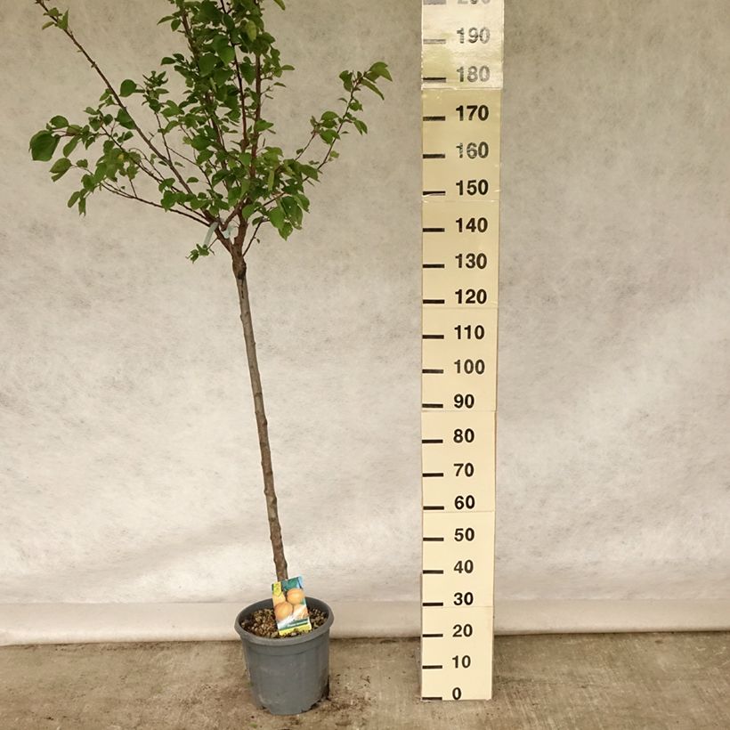 Exemplaar van Abrikozenboom Hargrand Pot van 12 l/15 l, Half-hoge stam zoals geleverd in de zomer