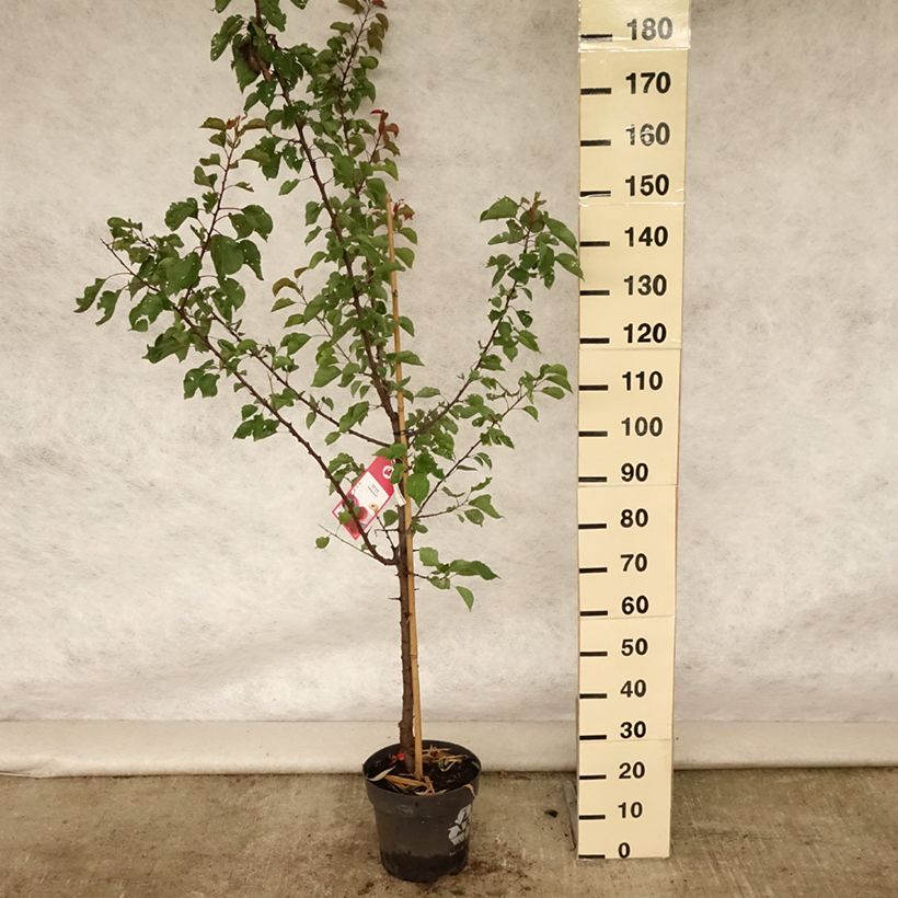 Exemplaar van Abrikozenboom Hargrand Pot van 7,5 l/10 l, Kelkvormig zoals geleverd in de zomer