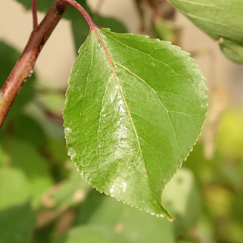 Abrikozenboom Luizet (Blad)
