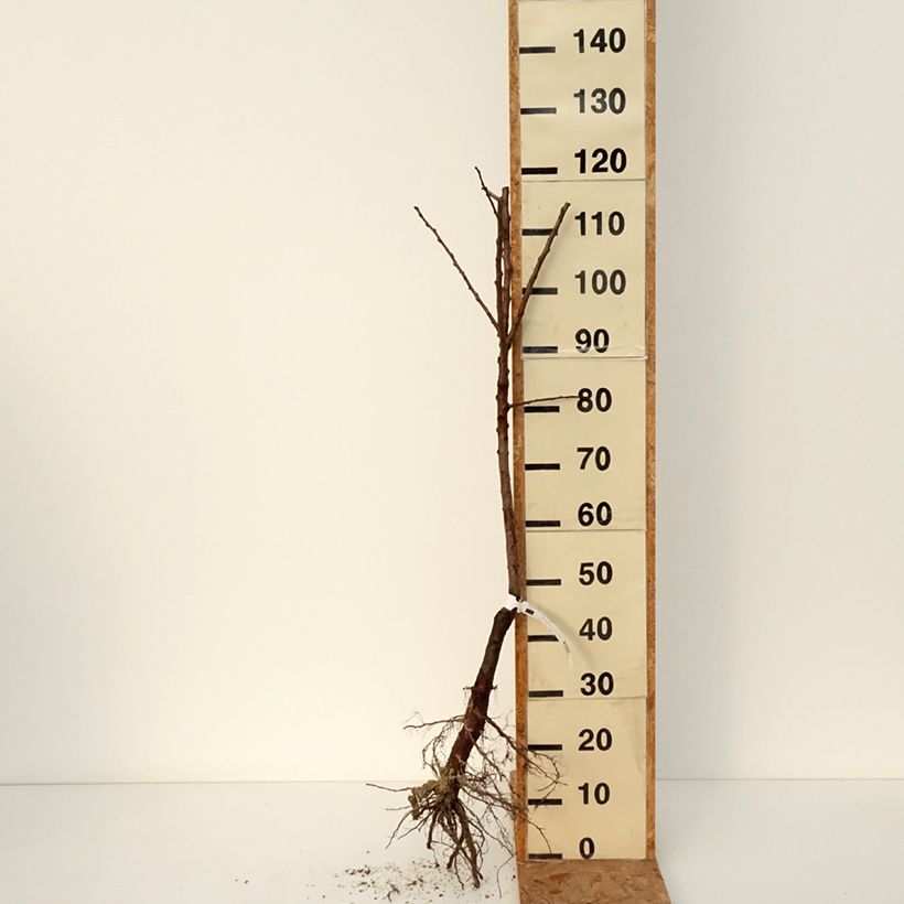 Exemplaar van Abrikozenboom Muscat de Nancy BIO Naakte wortel, Onderstam zoals geleverd in de winter