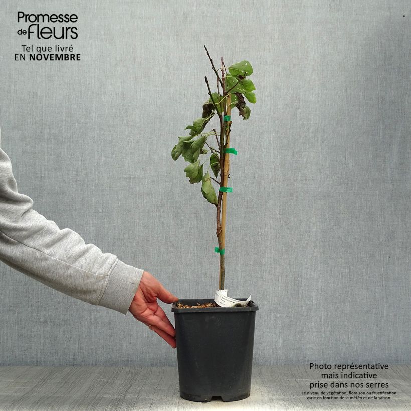 Exemplaar van Abricotier nain Fruit Me Apricot Me Pending Pot de 4L/5L, Nain zoals geleverd in de herfst