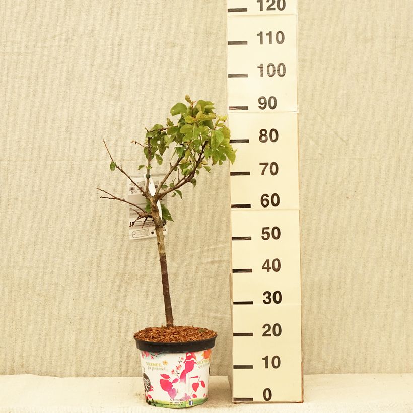 Example of Dwergabrikozenboom Garden Aprigold Pot van 6 l/7 l, Kwartstam as you get in printemps