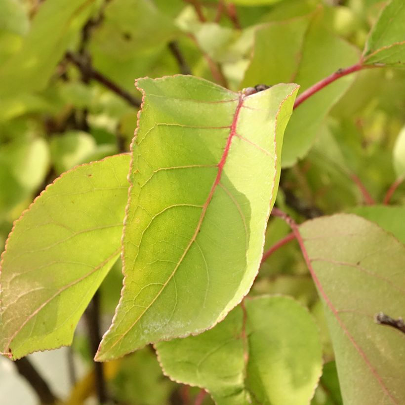 Abrikozenboom Bulida (Blad)
