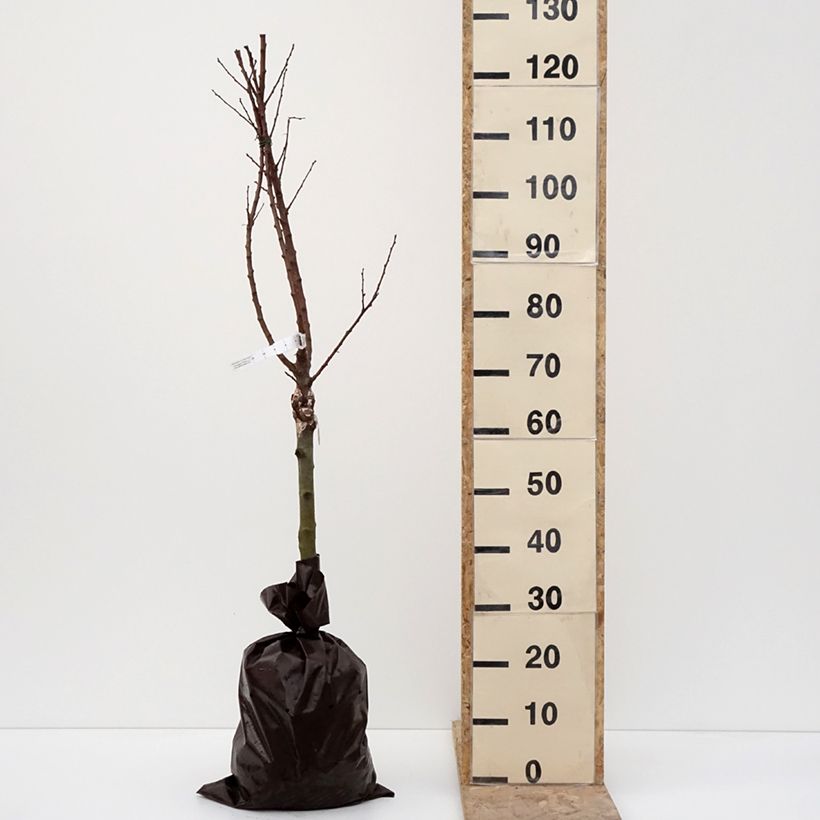 Exemplaar van Abricotier - Prunus armeniaca Compacta Motte "Prêt-à-planter", 1/4 de tige zoals geleverd in de winter