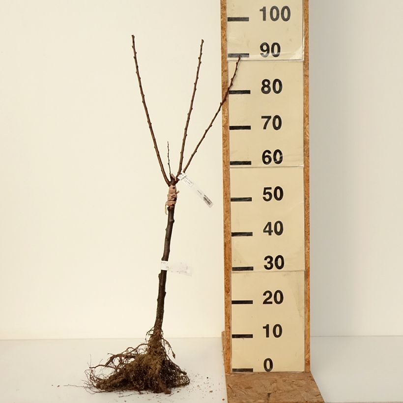 Exemplaar van Abrikozenboom Compacta Naakte wortel, Kwartstam zoals geleverd in de winter