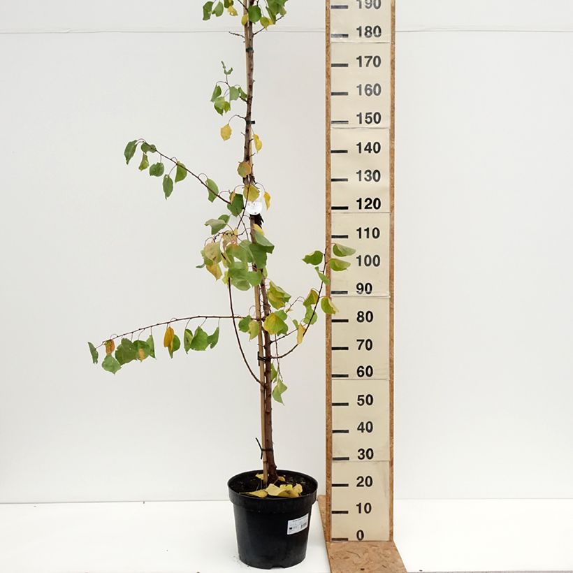 Exemplaar van Abrikozenboom Harcot Pot van 12 l/15 l, Kelkvormig zoals geleverd in de herfst