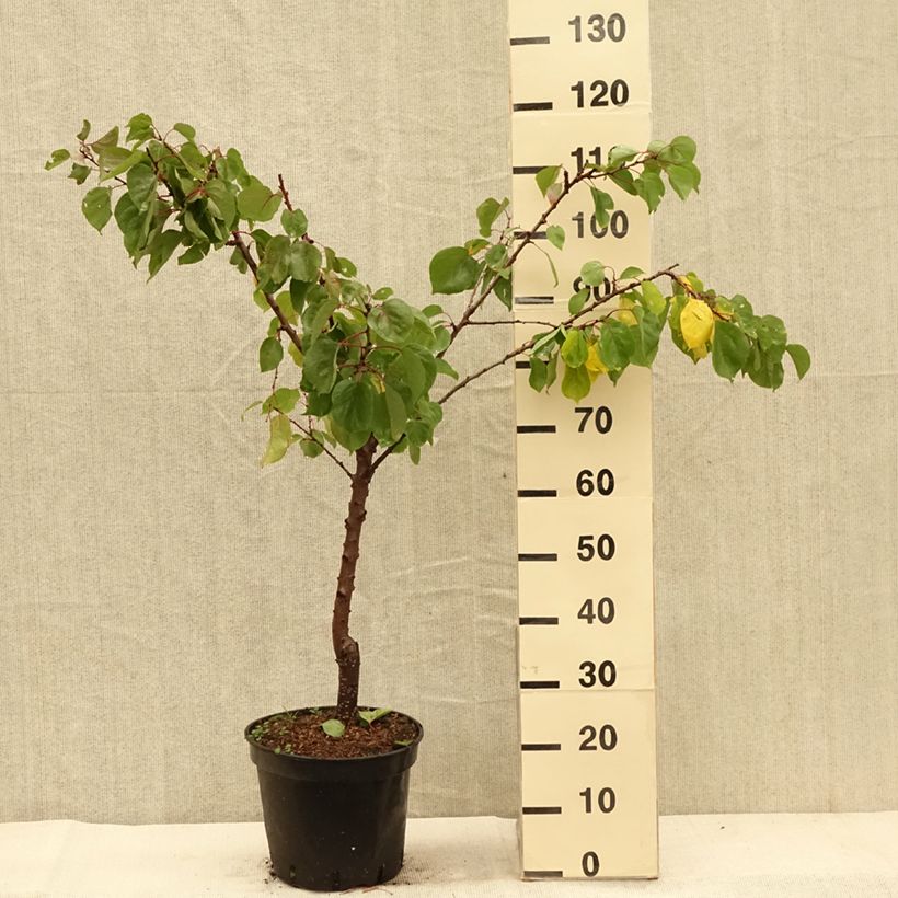 Exemplaar van Abricotier - Prunus armeniaca Meilleur de Hongrie Pot de 7,5L/10L, Gobelet zoals geleverd in de herfst