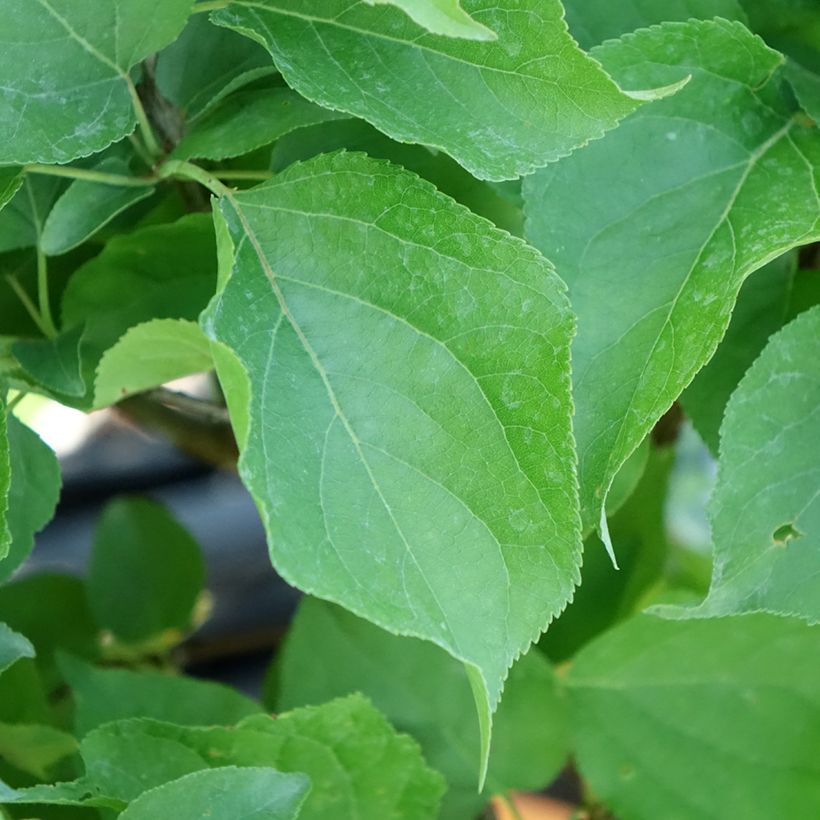 Dwergabrikozenboom Nanum (Blad)