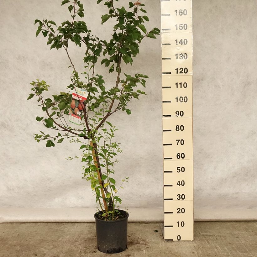 Exemplaar van Abrikozenboom Rouge du Roussillon Pot van 7,5 l/10 l, Kelkvormig zoals geleverd in de zomer