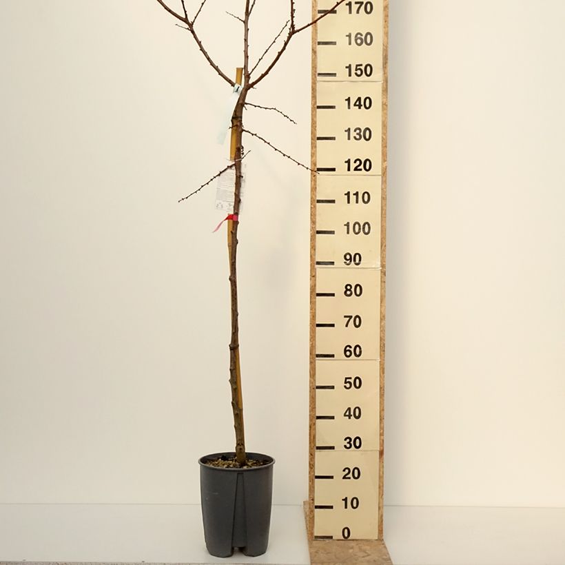 Example of Abrikozenboom Rouge du Roussillon Pot van 70 l/75 l, Stengel as you get in hiver