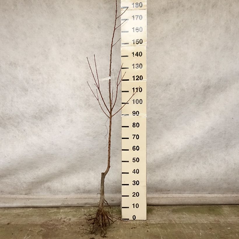 Example of Abrikozenboom Rouge du Roussillon Naakte wortel, Onderstam as you get in automne