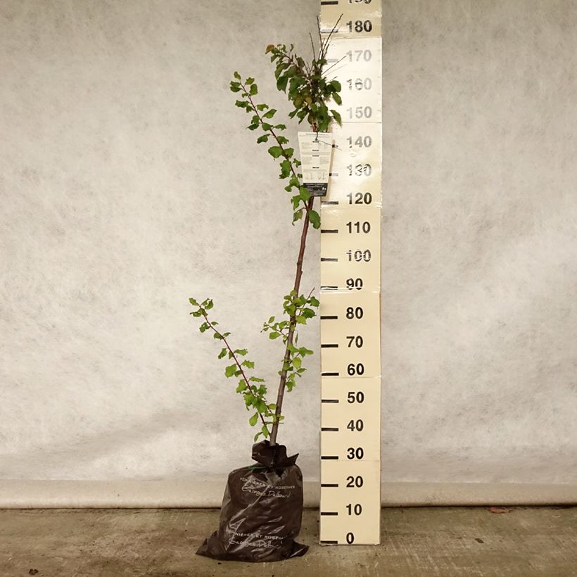 Exemplaar van Abrikozenboom Delmast Georges Delbard Plantklare kluit, Half-hoge stam zoals geleverd in de zomer