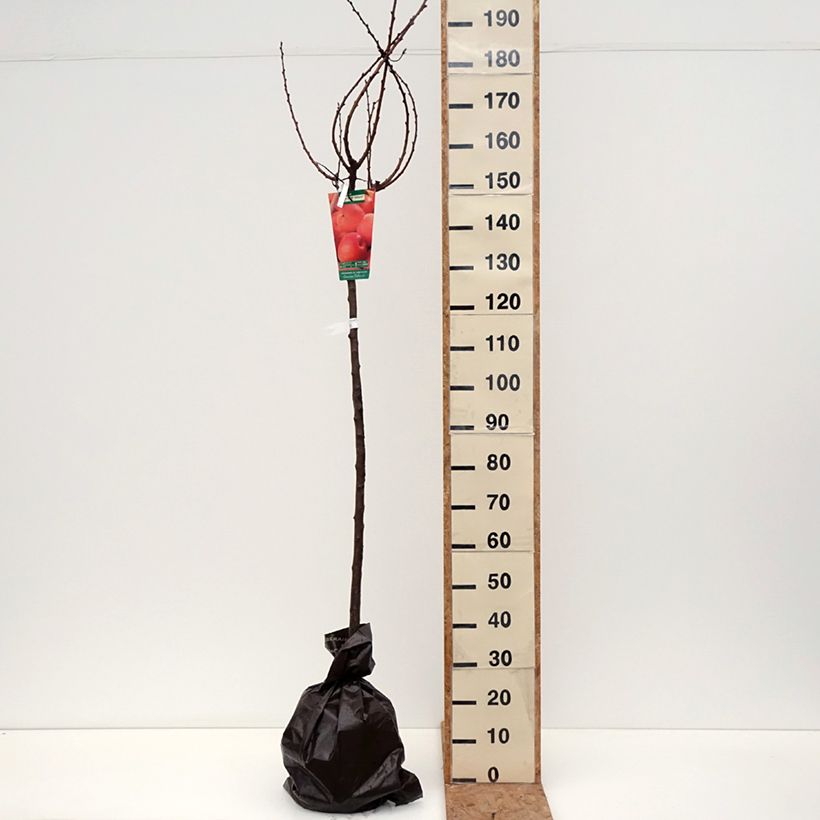 Exemplaar van Abrikozenboom Delmast Georges Delbard Plantklare kluit, Half-hoge stam zoals geleverd in de herfst