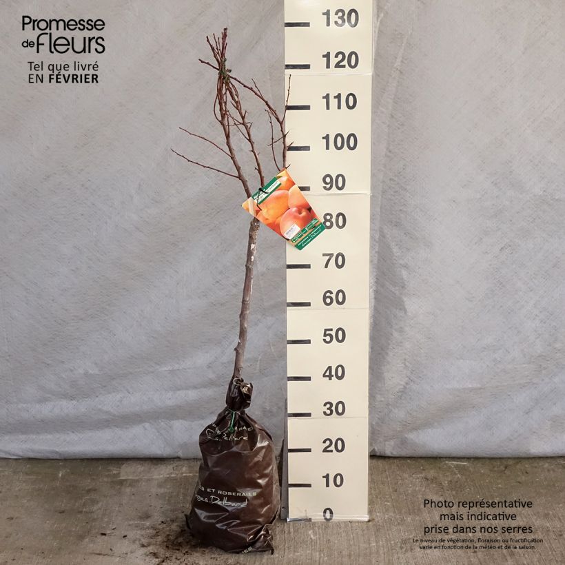 Example of Abrikozenboom Delmast Georges Delbard Plantklare kluit, Kelkvormig as you get in hiver