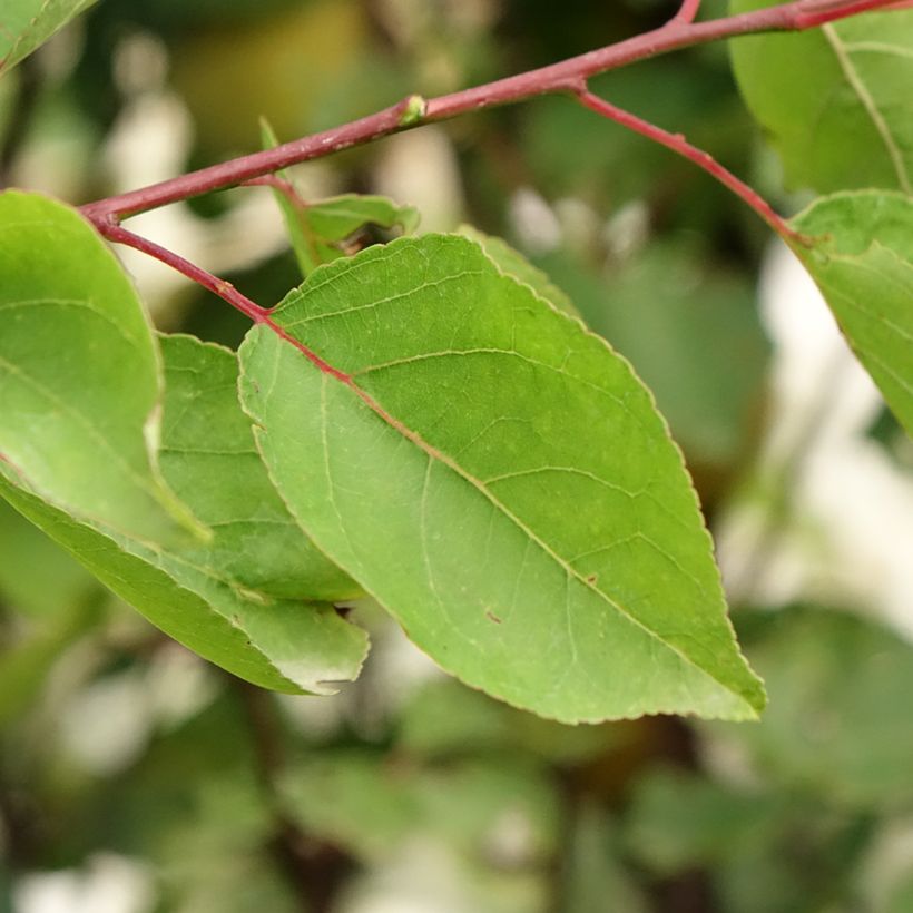Abrikozenboom Royal (Blad)