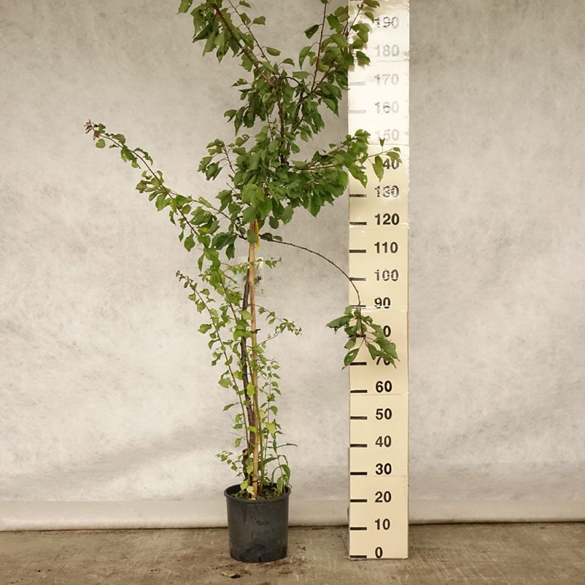 Exemplaar van Abrikozenboom Royal Pot van 7,5 l/10 l, Half-hoge stam zoals geleverd in de zomer
