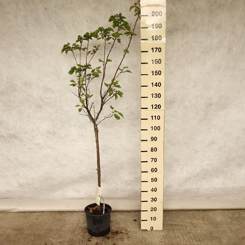 Exemplaar van Abrikozenboom Late van Tain Pot van 7,5 l/10 l, Half-hoge stam zoals geleverd in de zomer