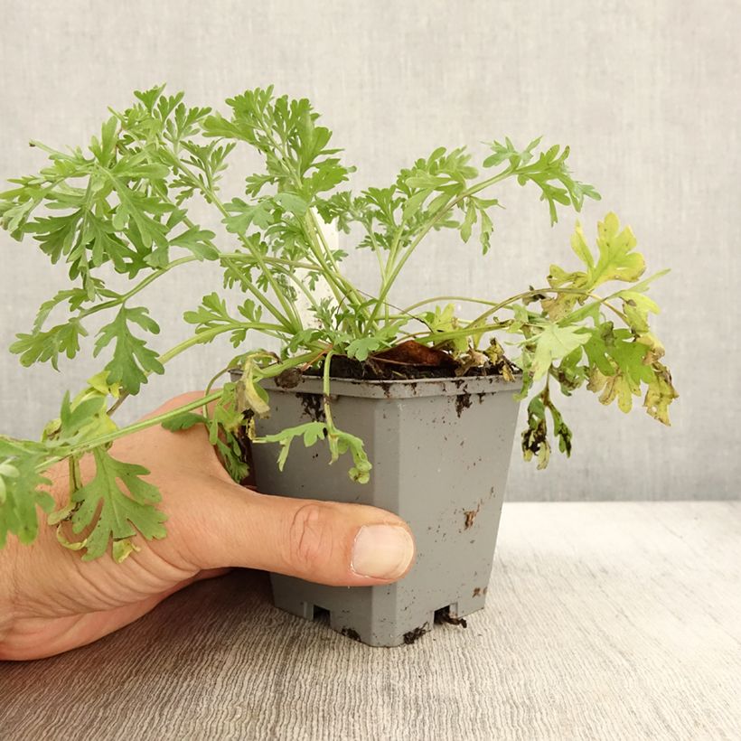 Exemplaar van Absinthe - Artemisia absinthium BIO Godet de 7/8 cm zoals geleverd in de herfst