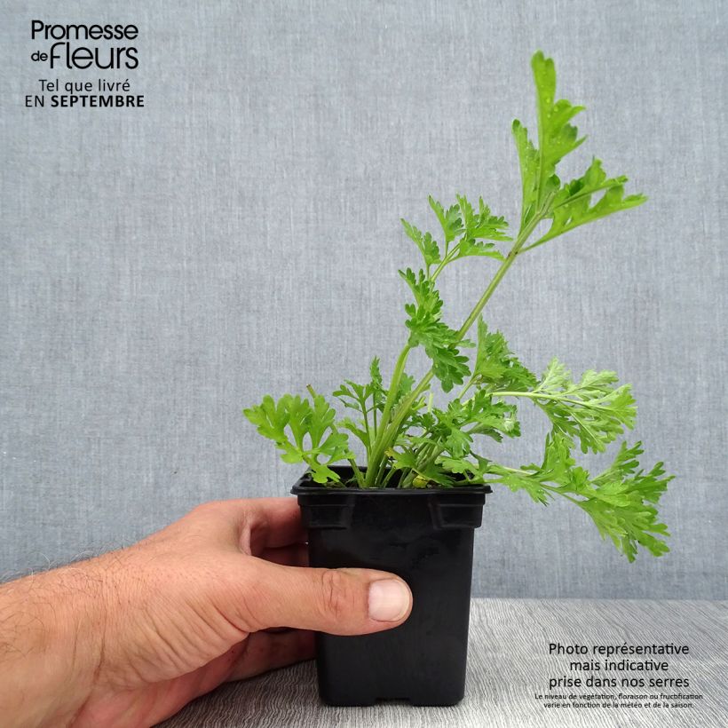 Exemplaar van Absintalsem BIO - Artemisia absinthium Kweekpotje van 7/8 cm zoals geleverd in de zomer